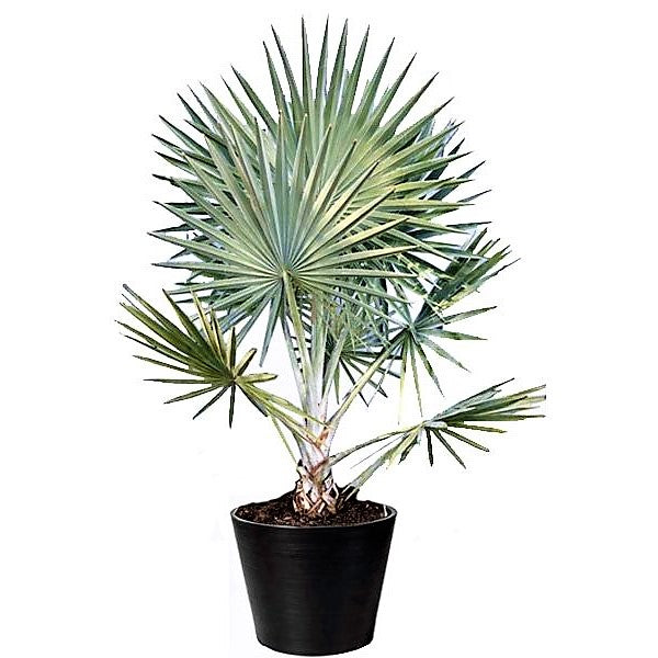 Bismark Palm, Bismarckia Nobilis - www.Greenie.ae Buy online Best and Healthy Plants and quality products guarantee in Dubai Plants Shop in Dubai Abu Dhabi all over UAE Plants near me Fresh Plants in Dubai where to buy plants in UAE - Greenie.ae