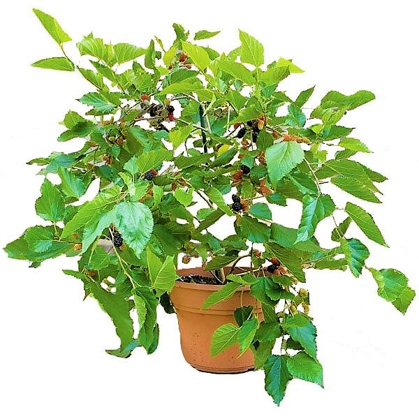 Mulberry Tree, Morus Alba - www.Greenie.ae Buy online Best and Healthy Plants and quality products guarantee in Dubai Plants Shop in Dubai Abu Dhabi all over UAE Plants near me Fresh Plants in Dubai where to buy plants in UAE - Greenie.ae