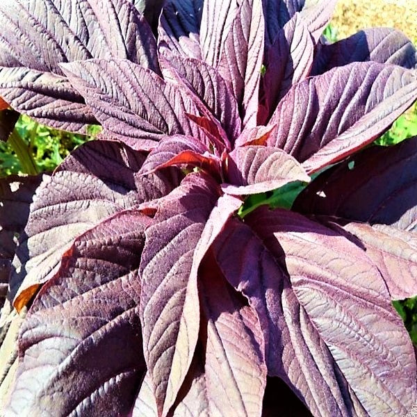 Red Amaranth, Amaranthus Cruentus - www.Greenie.ae Buy online Best and Healthy Plants and quality products guarantee in Dubai Plants Shop in Dubai Abu Dhabi all over UAE Plants near me Fresh Plants in Dubai where to buy plants in UAE - Greenie.ae