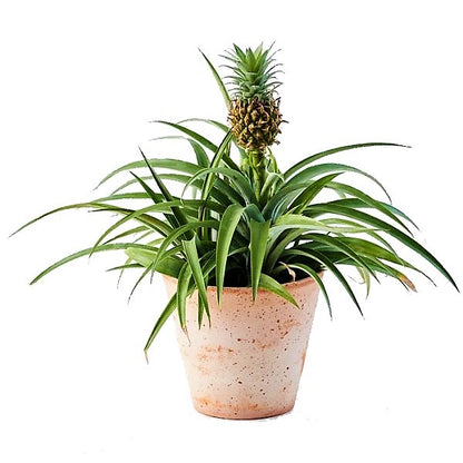 Pineapple, Ananas Comosus - www.Greenie.ae Buy online Best and Healthy Plants and quality products guarantee in Dubai Plants Shop in Dubai Abu Dhabi all over UAE Plants near me Fresh Plants in Dubai where to buy plants in UAE - Greenie.ae