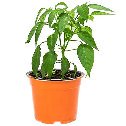 Hot Chili Plant - www.Greenie.ae Buy online Best and Healthy Plants and quality products guarantee in Dubai Plants Shop in Dubai Abu Dhabi all over UAE Plants near me Fresh Plants in Dubai where to buy plants in UAE - Greenie.ae