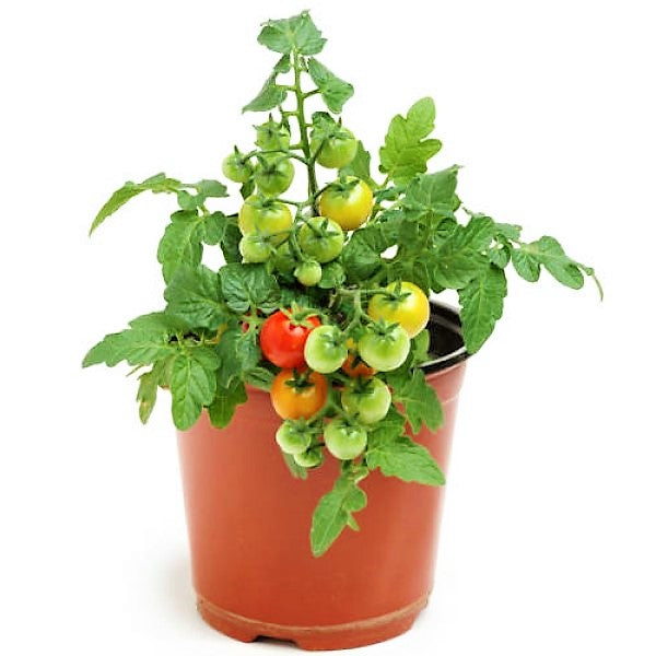 Cherry Tomato Plant - www.Greenie.ae Buy online Best and Healthy Plants and quality products guarantee in Dubai Plants Shop in Dubai Abu Dhabi all over UAE Plants near me Fresh Plants in Dubai where to buy plants in UAE - Greenie.ae