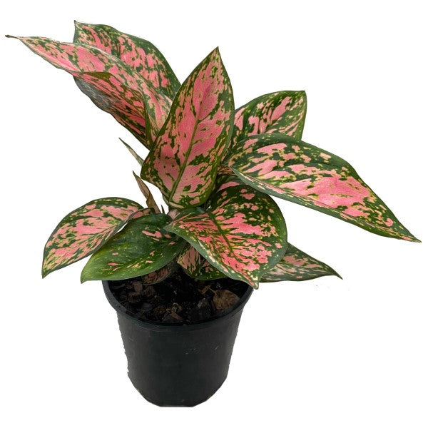  Aglaonema Red Valentine - www.Greenie.ae Buy online Best and Healthy Plants and quality products guarantee in Dubai Plants Shop in Dubai Abu Dhabi all over UAE Plants near me Fresh Plants in Dubai where to buy plants in UAE - Greenie.ae Agave Attenuata, 