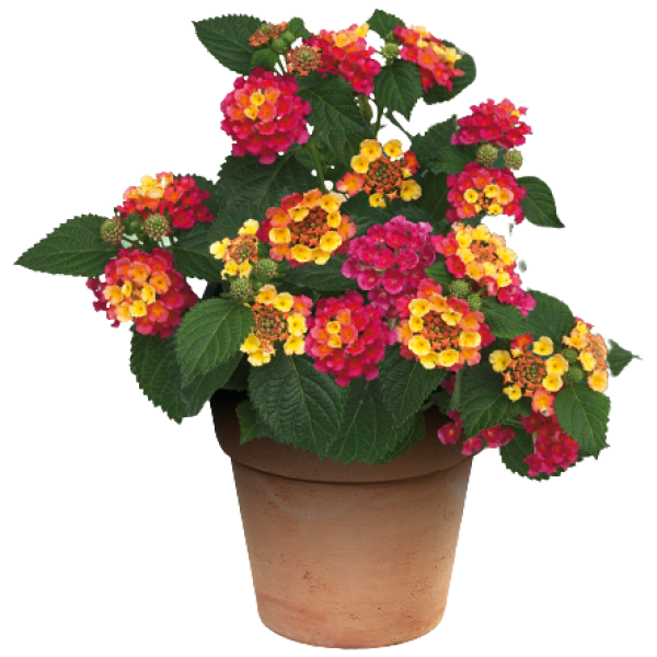 Lantana Camara, Red Sage - www.Greenie.ae Buy online Best and Healthy Plants and quality products guarantee in Dubai Plants Shop in Dubai Abu Dhabi all over UAE Plants near me Fresh Plants in Dubai where to buy plants in UAE - Greenie.ae