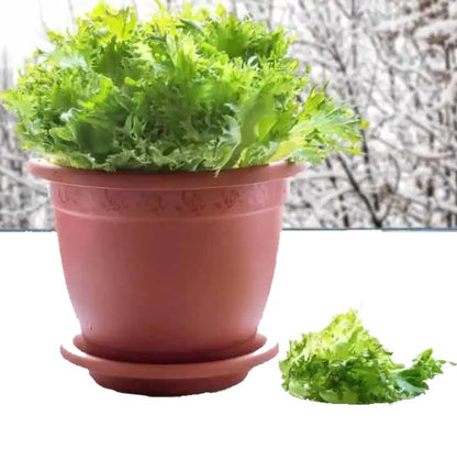 Lettuce, Lactuca Sativa - www.Greenie.ae Buy online Best and Healthy Plants and quality products guarantee in Dubai Plants Shop in Dubai Abu Dhabi all over UAE Plants near me Fresh Plants in Dubai where to buy plants in UAE - Greenie.ae