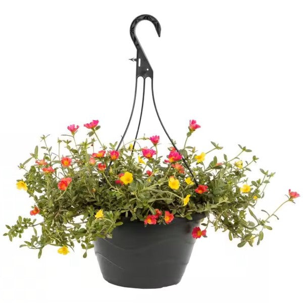 Rose Moss, Portulaca Grandiflora - www.Greenie.ae Buy online Best and Healthy Plants and quality products guarantee in Dubai Plants Shop in Dubai Abu Dhabi all over UAE Plants near me Fresh Plants in Dubai where to buy plants in UAE - Greenie.ae