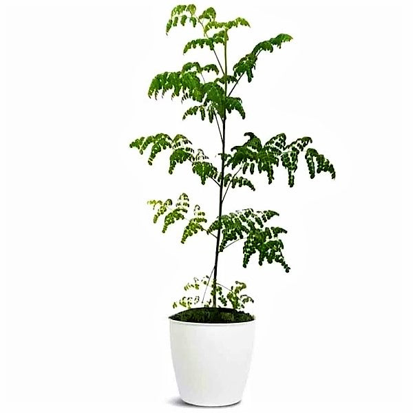 Moringa Oleifera, Drum Stick - www.Greenie.ae Buy online Best and Healthy Plants and quality products guarantee in Dubai Plants Shop in Dubai Abu Dhabi all over UAE Plants near me Fresh Plants in Dubai where to buy plants in UAE - Greenie.ae