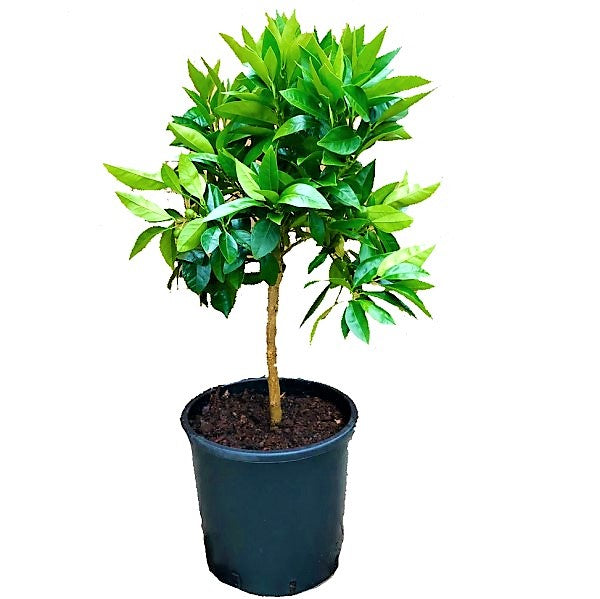 Citrus sinensis Moro, Blood Orange Tree - www.Greenie.ae Buy online Best and Healthy Plants and quality products guarantee in Dubai Plants Shop in Dubai Abu Dhabi all over UAE Plants near me Fresh Plants in Dubai where to buy plants in UAE - Greenie.ae