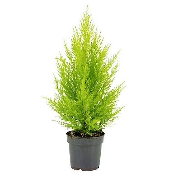 Goldcrest Wilma, Cupressus macrocarpa, Lemon Cyperus - www.Greenie.ae Buy online Best and Healthy Plants and quality products guarantee in Dubai Plants Shop in Dubai Abu Dhabi all over UAE Plants near me Fresh Plants in Dubai where to buy plants in UAE - Greenie.ae