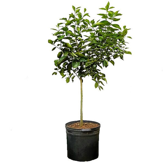 Citrus orange, Abu Surra, Orange Tree - www.Greenie.ae Buy online Best and Healthy Plants and quality products guarantee in Dubai Plants Shop in Dubai Abu Dhabi all over UAE Plants near me Fresh Plants in Dubai where to buy plants in UAE - Greenie.ae