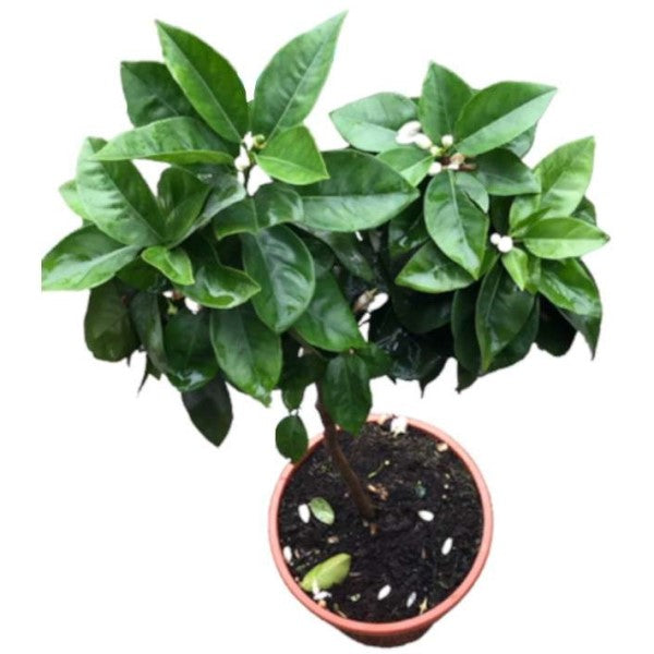 Citrus sinensis Moro, Blood Orange Tree - www.Greenie.ae Buy online Best and Healthy Plants and quality products guarantee in Dubai Plants Shop in Dubai Abu Dhabi all over UAE Plants near me Fresh Plants in Dubai where to buy plants in UAE - Greenie.ae