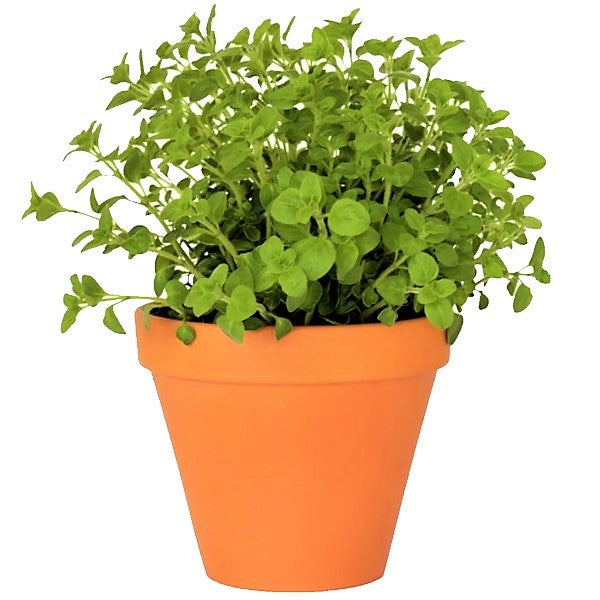 Oregano Herb, Origanum Vulgare - www.Greenie.ae Buy online Best and Healthy Plants and quality products guarantee in Dubai Plants Shop in Dubai Abu Dhabi all over UAE Plants near me Fresh Plants in Dubai where to buy plants in UAE - Greenie.ae