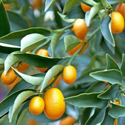 Fortunella margarita, Kumquat - www.Greenie.ae Buy online Best and Healthy Plants and quality products guarantee in Dubai Plants Shop in Dubai Abu Dhabi all over UAE Plants near me Fresh Plants in Dubai where to buy plants in UAE - Greenie.ae