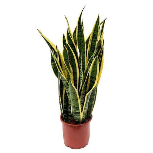 Sansevieria Trifasciata, Snake Plant, Outdoor - www.Greenie.ae Buy online Best and Healthy Plants and quality products guarantee in Dubai Plants Shop in Dubai Abu Dhabi all over UAE Plants near me Fresh Plants in Dubai where to buy plants in UAE - Greenie.ae