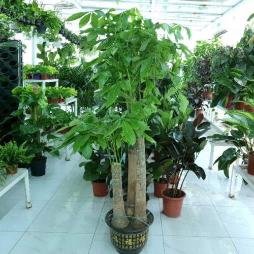 Pachira Aquatica, Money Tree - www.Greenie.ae Buy online Best and Healthy Plants and quality products guarantee in Dubai Plants Shop in Dubai Abu Dhabi all over UAE Plants near me Fresh Plants in Dubai where to buy plants in UAE - Greenie.ae