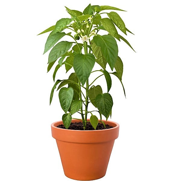 Capsicum Plant, Bell Pepper, Red Pepper - www.Greenie.ae Buy online Best and Healthy Plants and quality products guarantee in Dubai Plants Shop in Dubai Abu Dhabi all over UAE Plants near me Fresh Plants in Dubai where to buy plants in UAE - Greenie.ae