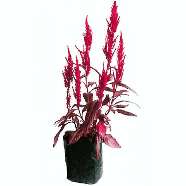 Red Amaranth, Amaranthus Cruentus - www.Greenie.ae Buy online Best and Healthy Plants and quality products guarantee in Dubai Plants Shop in Dubai Abu Dhabi all over UAE Plants near me Fresh Plants in Dubai where to buy plants in UAE - Greenie.ae