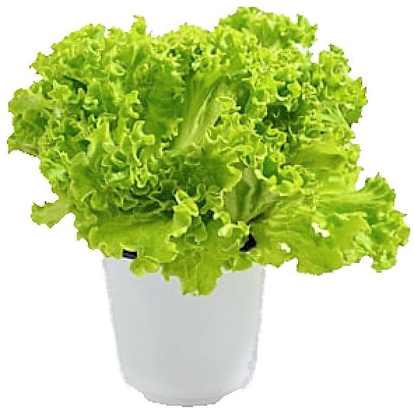 Lettuce, Lactuca Sativa - www.Greenie.ae Buy online Best and Healthy Plants and quality products guarantee in Dubai Plants Shop in Dubai Abu Dhabi all over UAE Plants near me Fresh Plants in Dubai where to buy plants in UAE - Greenie.ae