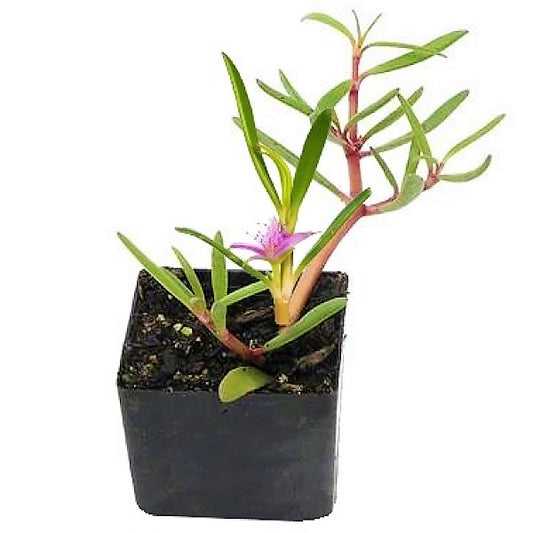 Sesuvium Portulacastrum, Shoreline Seapurslane (small) - www.Greenie.ae Buy online Best and Healthy Plants and quality products guarantee in Dubai Plants Shop in Dubai Abu Dhabi all over UAE Plants near me Fresh Plants in Dubai where to buy plants in UAE - Greenie.ae