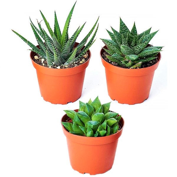 Mini succulents Haworthia - www.Greenie.ae Buy online Best and Healthy Plants and quality products guarantee in Dubai Plants Shop in Dubai Abu Dhabi all over UAE Plants near me Fresh Plants in Dubai where to buy plants in UAE - Greenie.ae