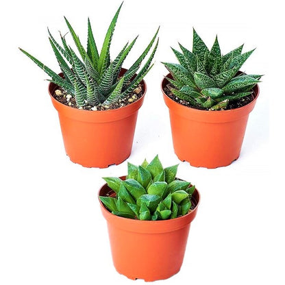 Mini succulents Haworthia - www.Greenie.ae Buy online Best and Healthy Plants and quality products guarantee in Dubai Plants Shop in Dubai Abu Dhabi all over UAE Plants near me Fresh Plants in Dubai where to buy plants in UAE - Greenie.ae