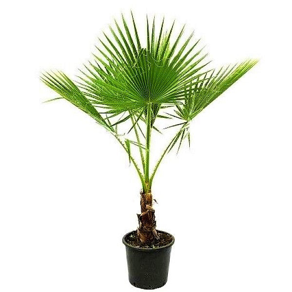 Mexican Blue Palm, Brahea Armata - www.Greenie.ae Buy online Best and Healthy Plants and quality products guarantee in Dubai Plants Shop in Dubai Abu Dhabi all over UAE Plants near me Fresh Plants in Dubai where to buy plants in UAE - Greenie.ae