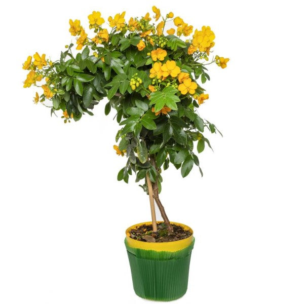 Cassia Bicapsularis, Butterfly bush - www.Greenie.ae Buy online Best and Healthy Plants and quality products guarantee in Dubai Plants Shop in Dubai Abu Dhabi all over UAE Plants near me Fresh Plants in Dubai where to buy plants in UAE - Greenie.ae