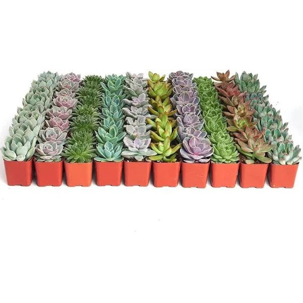 Mini succulents "Per Piece"