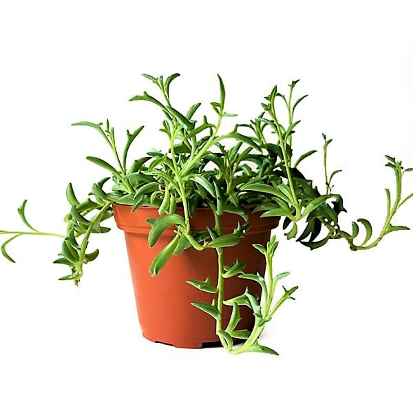 String of Dolphins , Senecio Peregrinus - www.Greenie.ae Buy online Best and Healthy Plants and quality products guarantee in Dubai Plants Shop in Dubai Abu Dhabi all over UAE Plants near me Fresh Plants in Dubai where to buy plants in UAE - Greenie.ae