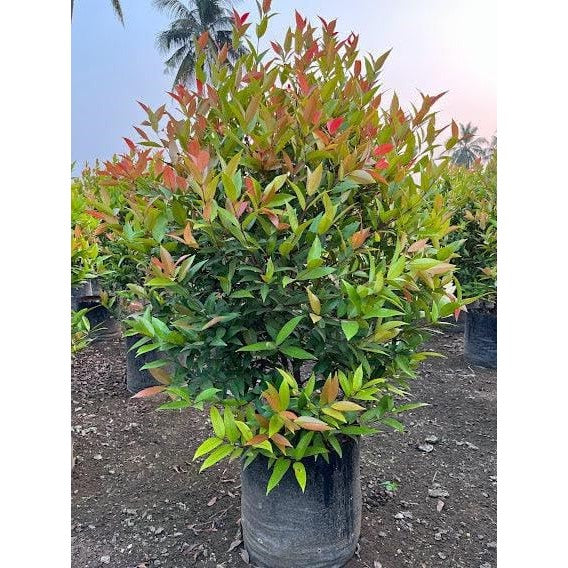 Syzygium Australe Christina