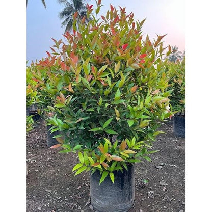 Syzygium Australe Christina