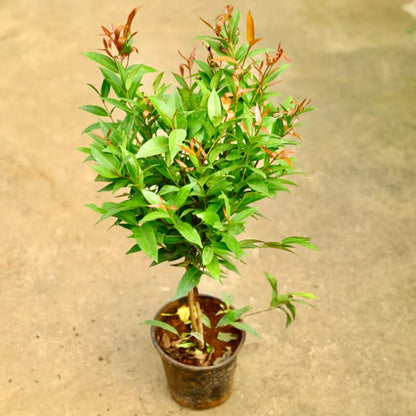 Syzygium Australe Christina