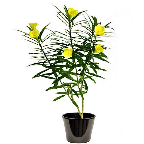 Thevetia Peruviana, Cascabela Thevetia - www.Greenie.ae Buy online Best and Healthy Plants and quality products guarantee in Dubai Plants Shop in Dubai Abu Dhabi all over UAE Plants near me Fresh Plants in Dubai where to buy plants in UAE - Greenie.ae