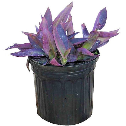 Setcreasea Purpurea, Purple Heart (small) - www.Greenie.ae Buy online Best and Healthy Plants and quality products guarantee in Dubai Plants Shop in Dubai Abu Dhabi all over UAE Plants near me Fresh Plants in Dubai where to buy plants in UAE - Greenie.ae