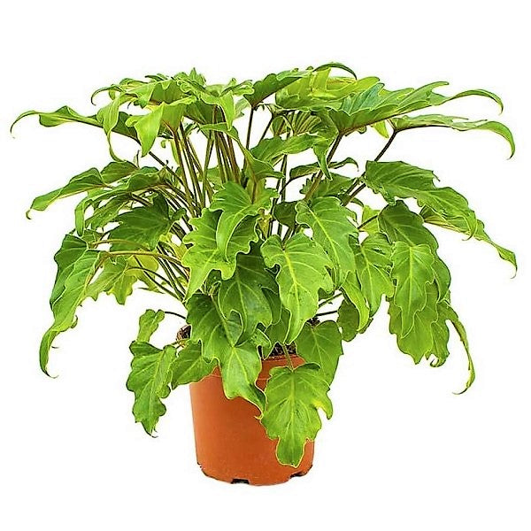 Philodendron xanadu - www.Greenie.ae Buy online Best and Healthy Plants and quality products guarantee in Dubai Plants Shop in Dubai Abu Dhabi all over UAE Plants near me Fresh Plants in Dubai where to buy plants in UAE - Greenie.ae