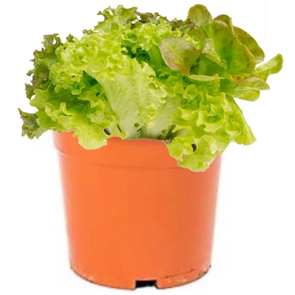 Lettuce, Lactuca Sativa - www.Greenie.ae Buy online Best and Healthy Plants and quality products guarantee in Dubai Plants Shop in Dubai Abu Dhabi all over UAE Plants near me Fresh Plants in Dubai where to buy plants in UAE - Greenie.ae