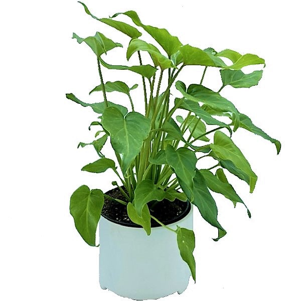 Philodendron xanadu - www.Greenie.ae Buy online Best and Healthy Plants and quality products guarantee in Dubai Plants Shop in Dubai Abu Dhabi all over UAE Plants near me Fresh Plants in Dubai where to buy plants in UAE - Greenie.ae