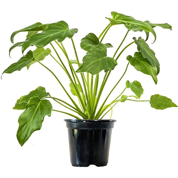 Philodendron xanadu - www.Greenie.ae Buy online Best and Healthy Plants and quality products guarantee in Dubai Plants Shop in Dubai Abu Dhabi all over UAE Plants near me Fresh Plants in Dubai where to buy plants in UAE - Greenie.ae