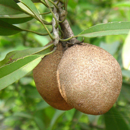 Chicko Tree, Manilkara Zapota - www.Greenie.ae Buy online Best and Healthy Plants and quality products guarantee in Dubai Plants Shop in Dubai Abu Dhabi all over UAE Plants near me Fresh Plants in Dubai where to buy plants in UAE - Greenie.ae