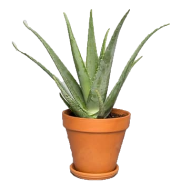 Aloe Vera, Medicina Aloe, Indoor - www.Greenie.ae Buy online Best and Healthy Plants and quality products guarantee in Dubai Plants Shop in Dubai Abu Dhabi all over UAE Plants near me Fresh Plants in Dubai where to buy plants in UAE - Greenie.ae