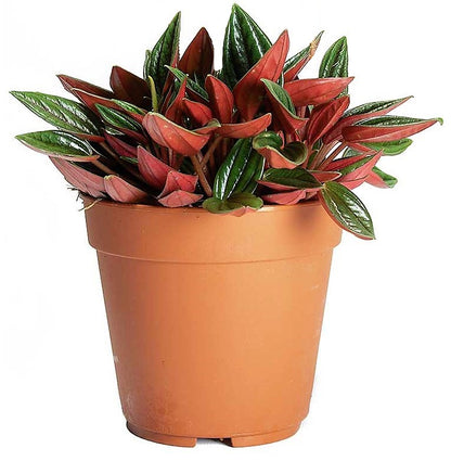 Peperomia Caperata - www.Greenie.ae Buy online Best and Healthy Plants and quality products guarantee in Dubai Plants Shop in Dubai Abu Dhabi all over UAE Plants near me Fresh Plants in Dubai where to buy plants in UAE - Greenie.ae