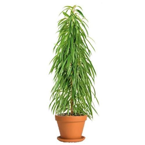 Ficus Amstel Queen - www.Greenie.ae Buy online Best and Healthy Plants and quality products guarantee in Dubai Plants Shop in Dubai Abu Dhabi all over UAE Plants near me Fresh Plants in Dubai where to buy plants in UAE - Greenie.ae