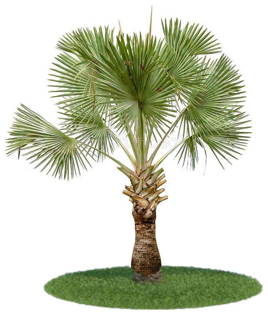 Wax Palm, Copernicia Prunifera - www.Greenie.ae Buy online Best and Healthy Plants and quality products guarantee in Dubai Plants Shop in Dubai Abu Dhabi all over UAE Plants near me Fresh Plants in Dubai where to buy plants in UAE - Greenie.ae