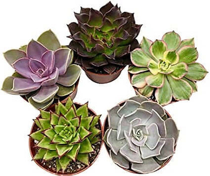 Mini succulents "Per Piece" - www.Greenie.ae Buy online Best and Healthy Plants and quality products guarantee in Dubai Plants Shop in Dubai Abu Dhabi all over UAE Plants near me Fresh Plants in Dubai where to buy plants in UAE - Greenie.ae