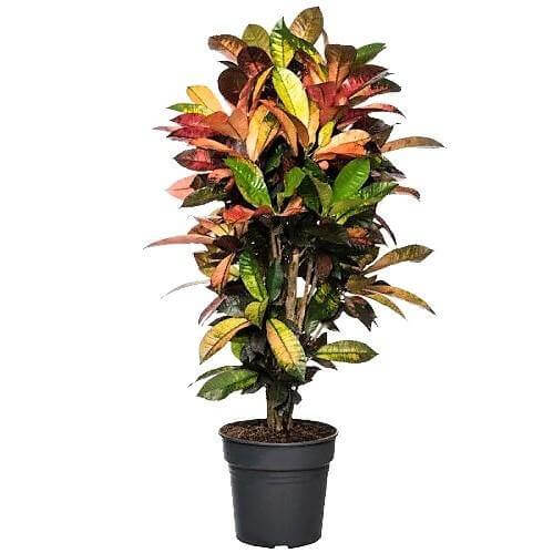 Codiaeum Iceton, Codiaeum Variegatum, Croton - www.Greenie.ae Buy online Best and Healthy Plants and quality products guarantee in Dubai Plants Shop in Dubai Abu Dhabi all over UAE Plants near me Fresh Plants in Dubai where to buy plants in UAE - Greenie.ae