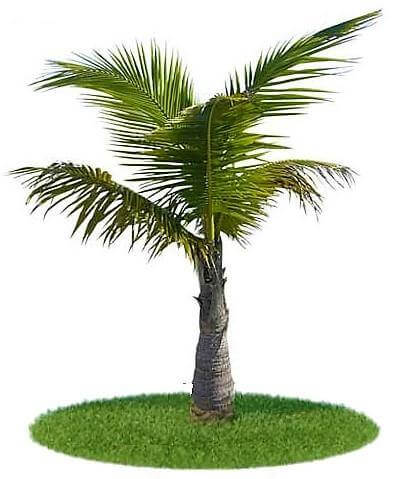 Coconut Palm, Cocos Nucifera - www.Greenie.ae Buy online Best and Healthy Plants and quality products guarantee in Dubai Plants Shop in Dubai Abu Dhabi all over UAE Plants near me Fresh Plants in Dubai where to buy plants in UAE - Greenie.ae