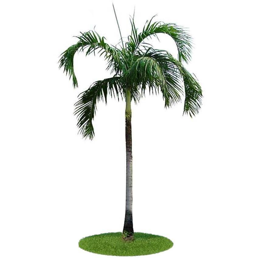 Carpentaria Palm, Carpentaria Acuminata - www.Greenie.ae Buy online Best and Healthy Plants and quality products guarantee in Dubai Plants Shop in Dubai Abu Dhabi all over UAE Plants near me Fresh Plants in Dubai where to buy plants in UAE - Greenie.ae