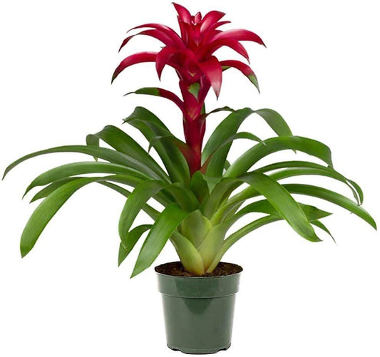 Guzmania Red Yellow Orange Plants, Scarlet Star - www.Greenie.ae Buy online Best and Healthy Plants and quality products guarantee in Dubai Plants Shop in Dubai Abu Dhabi all over UAE Plants near me Fresh Plants in Dubai where to buy plants in UAE - Greenie.ae