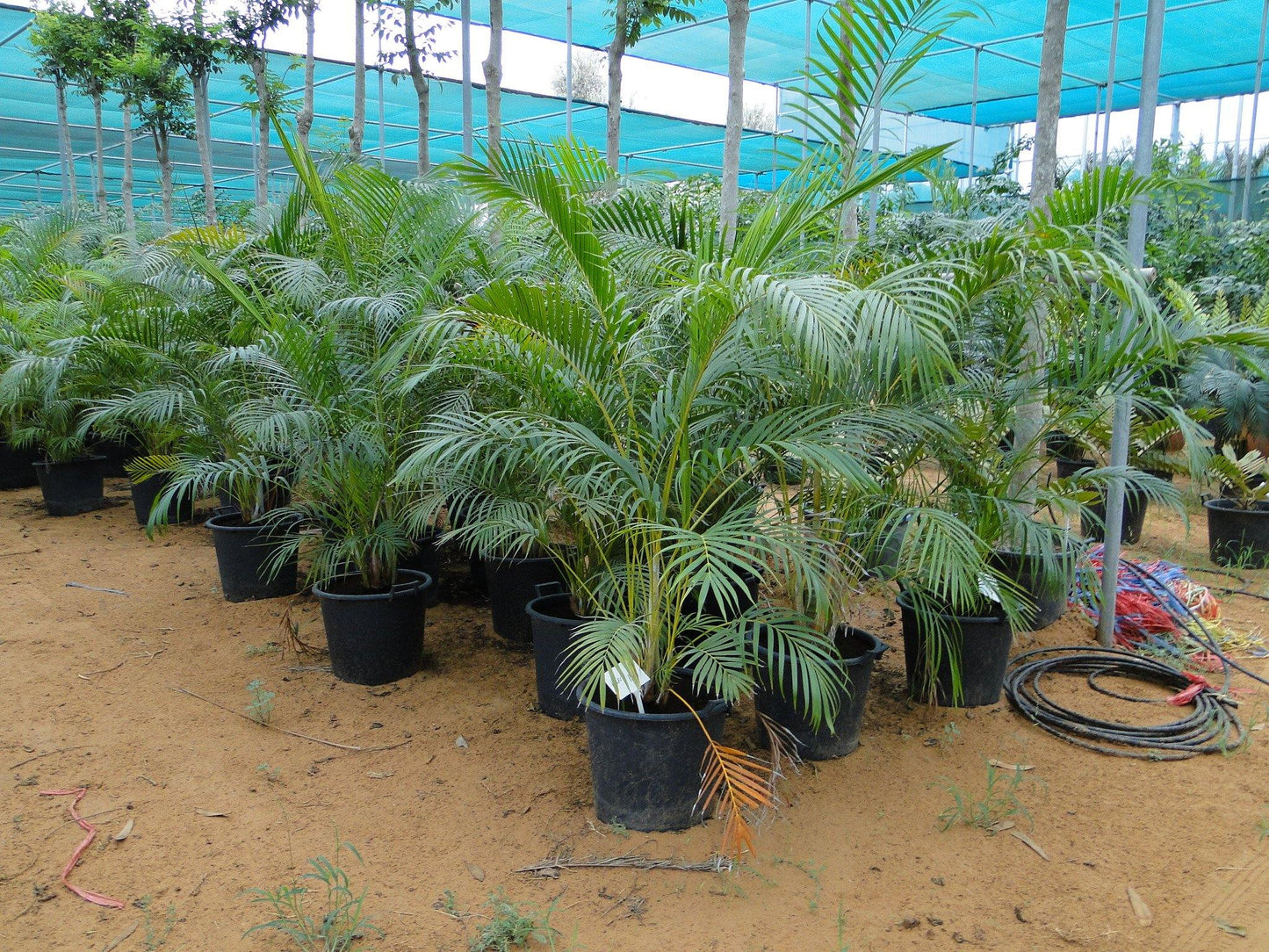 Areca Palm , Chrysalidocarpus lutescens (Indoor) - www.Greenie.ae Buy online Best and Healthy Plants and quality products guarantee in Dubai Plants Shop in Dubai Abu Dhabi all over UAE Plants near me Fresh Plants in Dubai where to buy plants in UAE - Greenie.ae