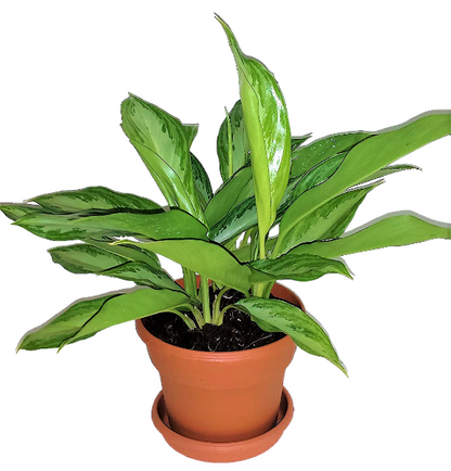 Aglaonema “Silver Queen” Chinese Evergreen Plant - www.Greenie.ae Buy online Best and Healthy Plants and quality products guarantee in Dubai Plants Shop in Dubai Abu Dhabi all over UAE Plants near me Fresh Plants in Dubai where to buy plants in UAE - Greenie.ae